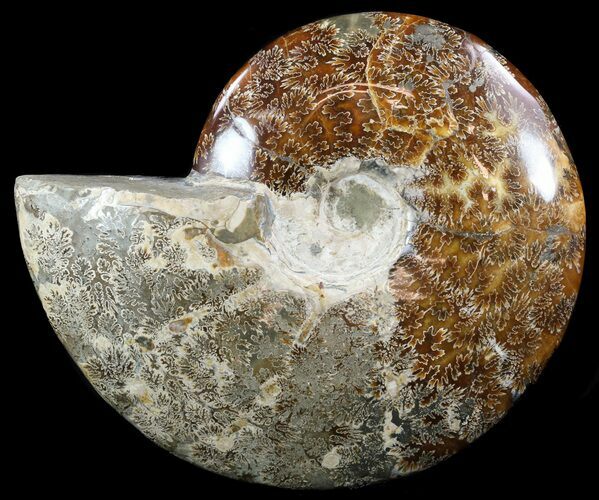 Polished Ammonite Fossil - Beautiful Display #51591